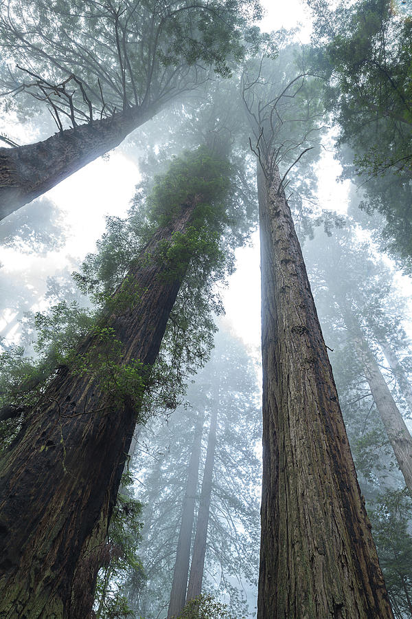 Redwood Giants California Coast Photograph