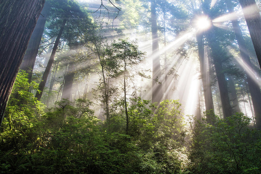 Redwood Glory Photograph by Jami Bollschweiler | Fine Art America