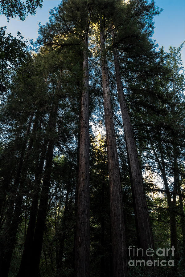 Redwood Glow Photograph by Suzanne Luft
