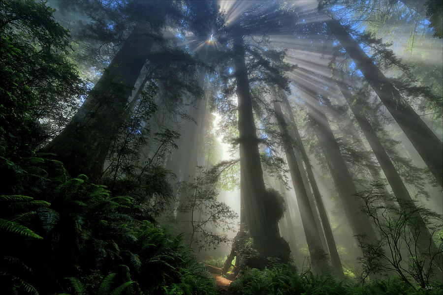 Redwood God Rays Photograph