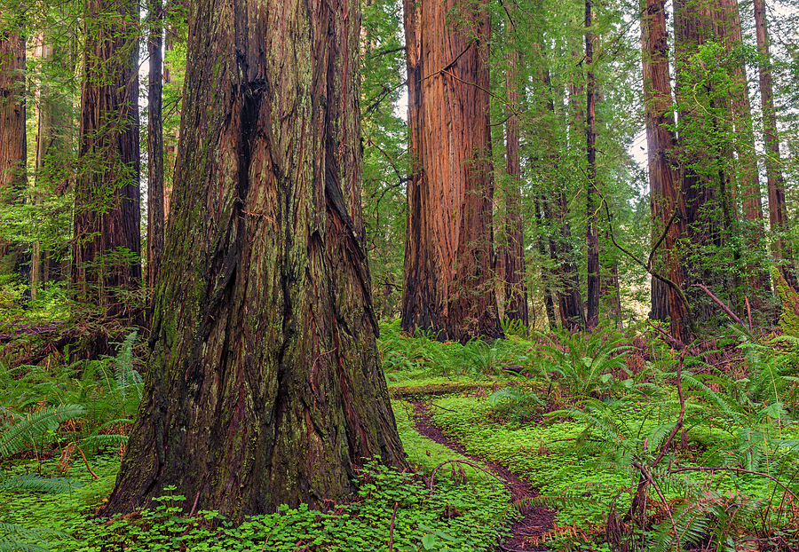 Redwood Grove Photograph by Loree Johnson