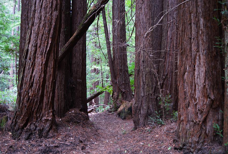 Redwood Grove Photograph by Warren Thompson