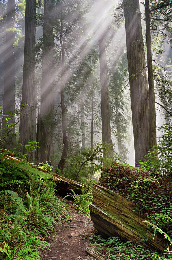 Redwoods Photograph - Redwood Light by Greg Nyquist
