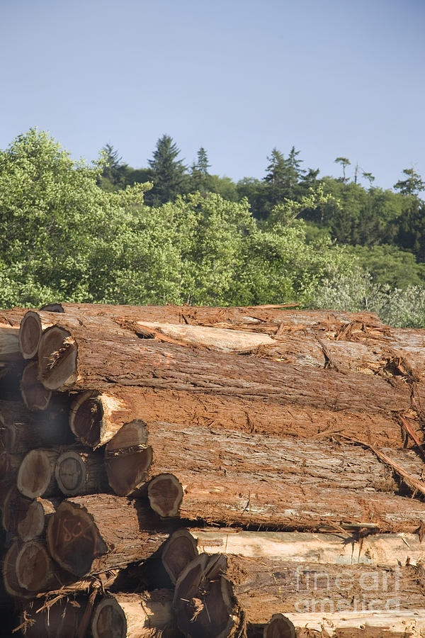 Redwood Logs Photograph by Inga Spence