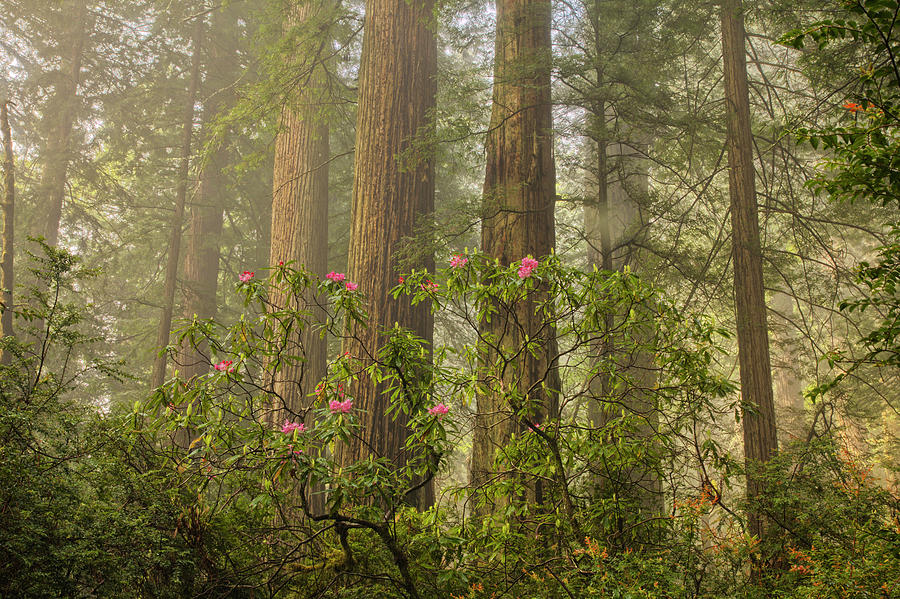 Redwood Magic Photograph by Eggers Photography