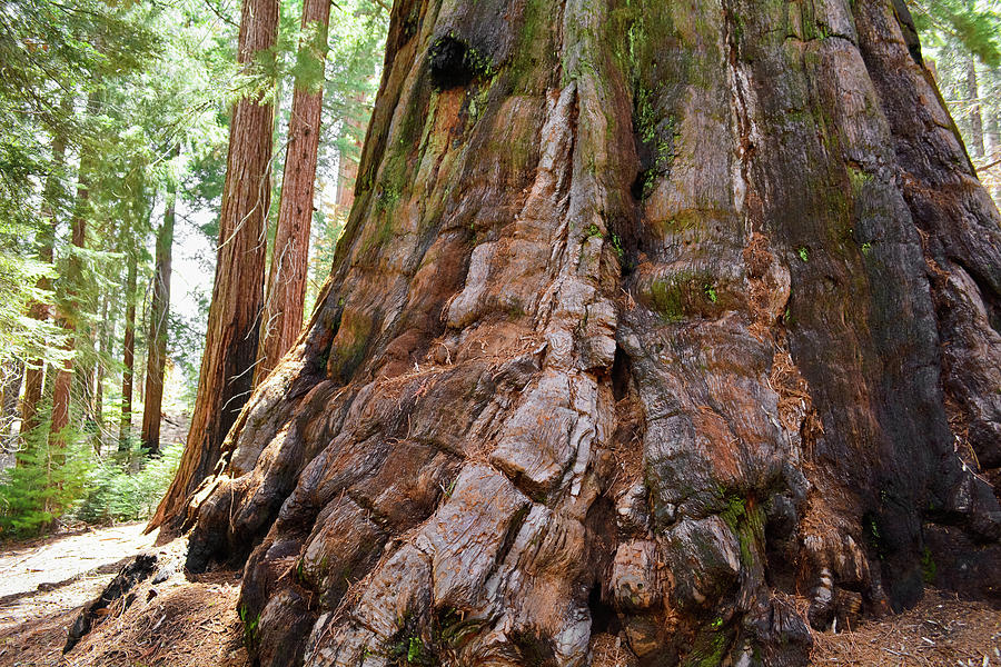 Redwood Mountain Grove Giant Sequoia Photograph by Kyle Hanson