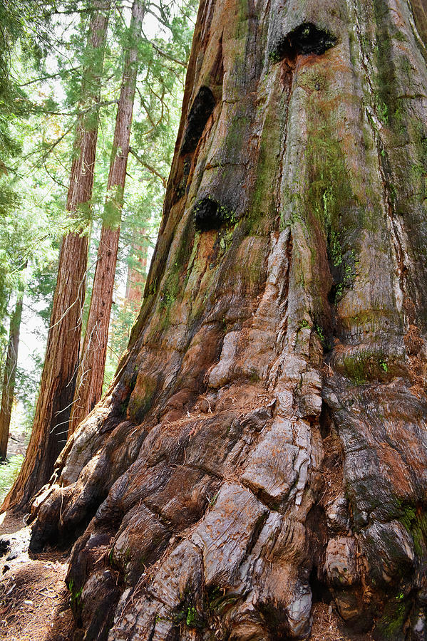 Redwood Mountain Grove Giant Sequoia Portrait Photograph by Kyle Hanson
