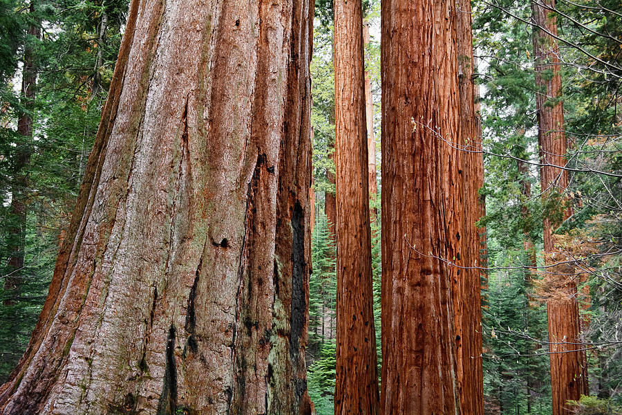 Redwood Mountain Grove Giant Sequoias Photograph by Kyle Hanson