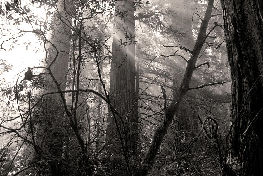 Redwood Mystery Photograph by Betty LaRue