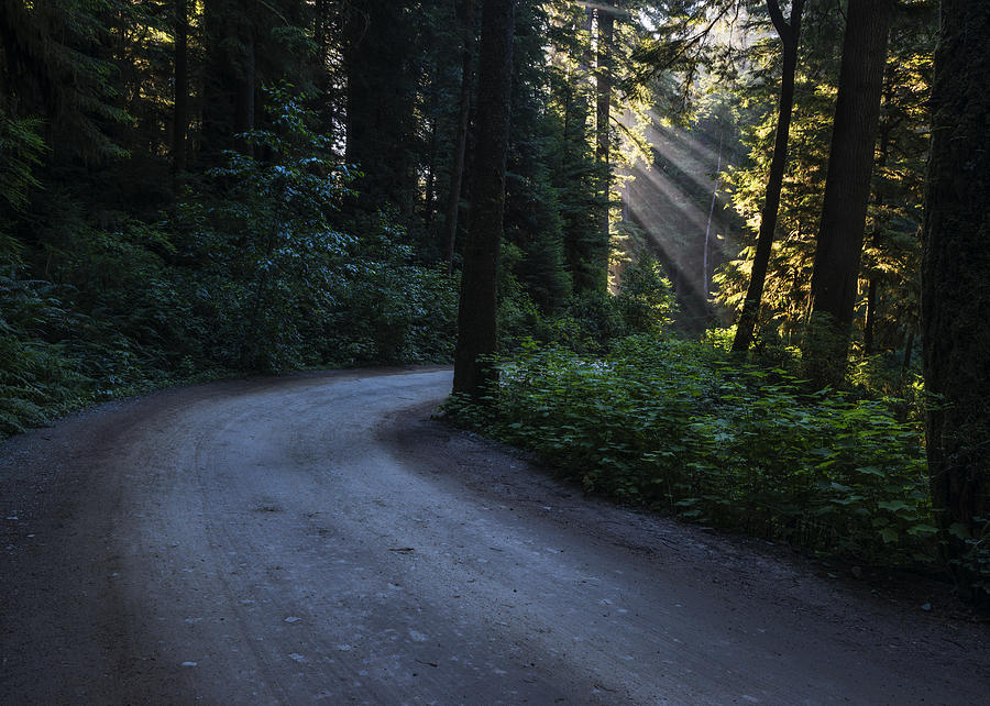 Redwood National Park Photograph - Redwood National Park California USA by Vishwanath Bhat