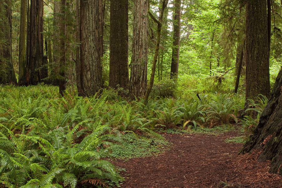 Redwood Path Photograph by Denise Dethlefsen