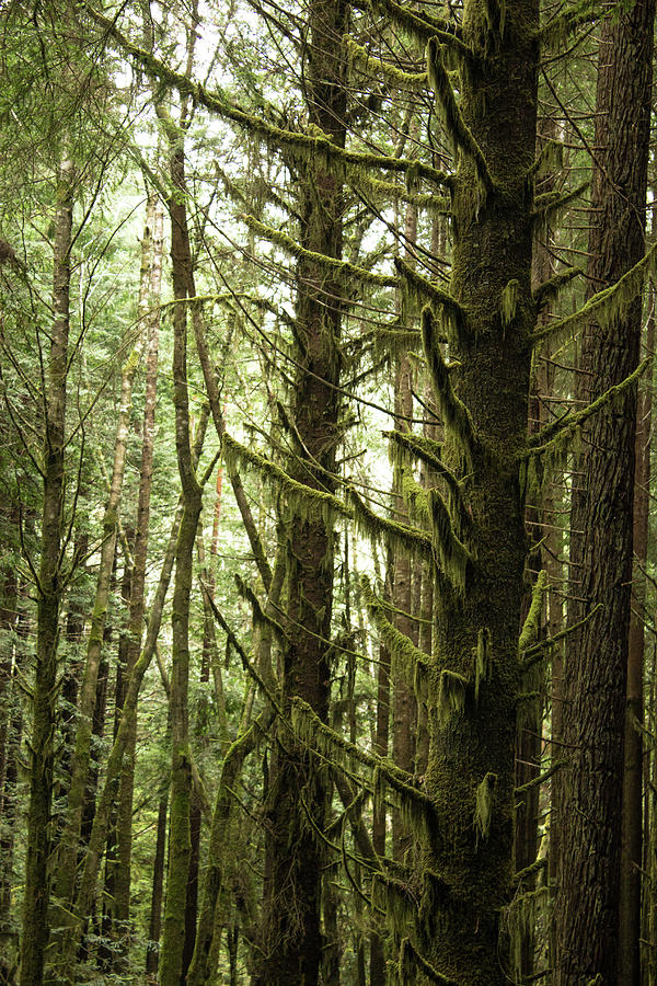 Redwood Rainforest Photograph by Misty Tienken