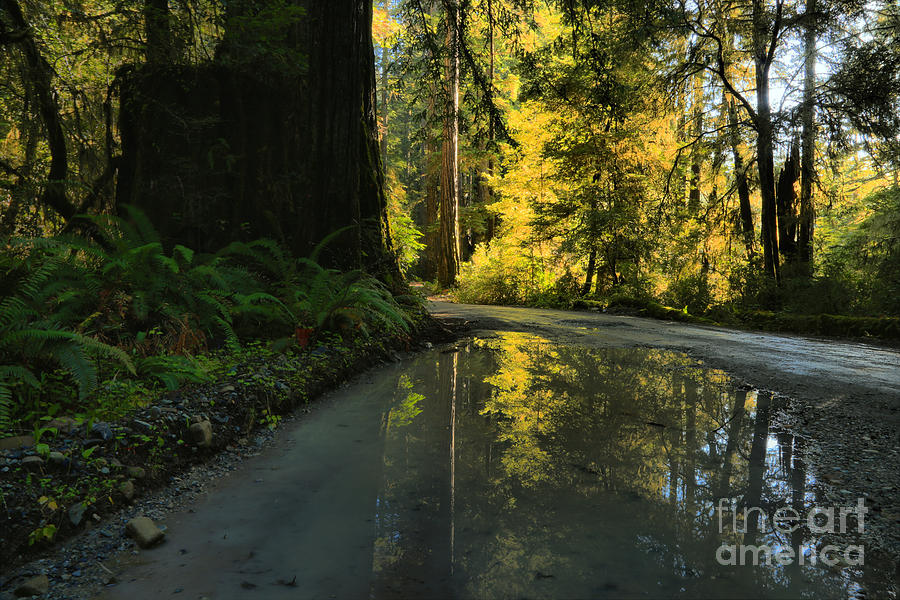 Redwood Reflecitons Landscape Photograph by Adam Jewell