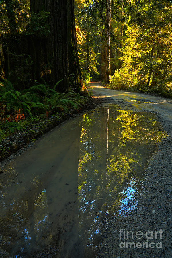Redwood Reflecitons Portrait Photograph by Adam Jewell