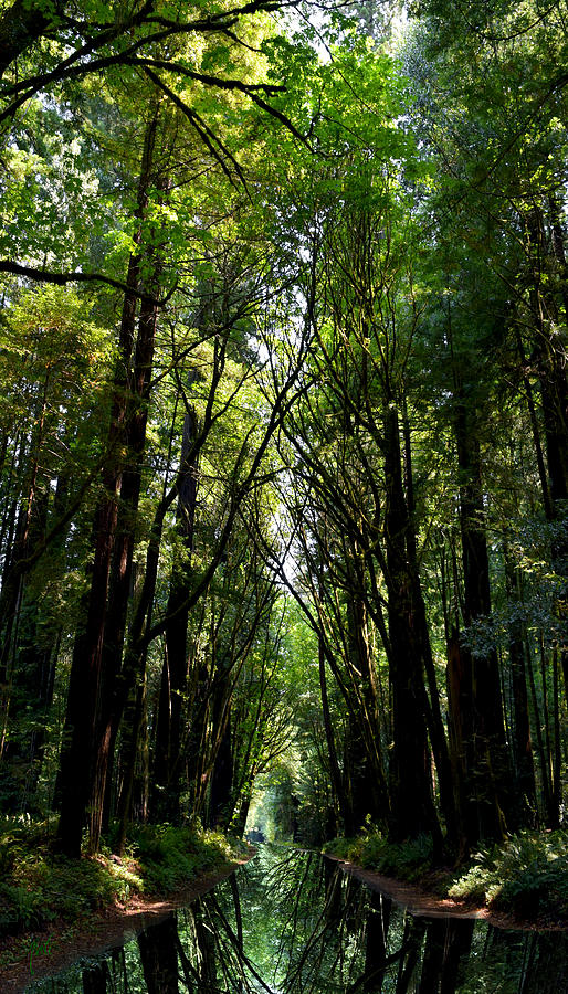 Redwood Reflection Photograph by Michele Avanti