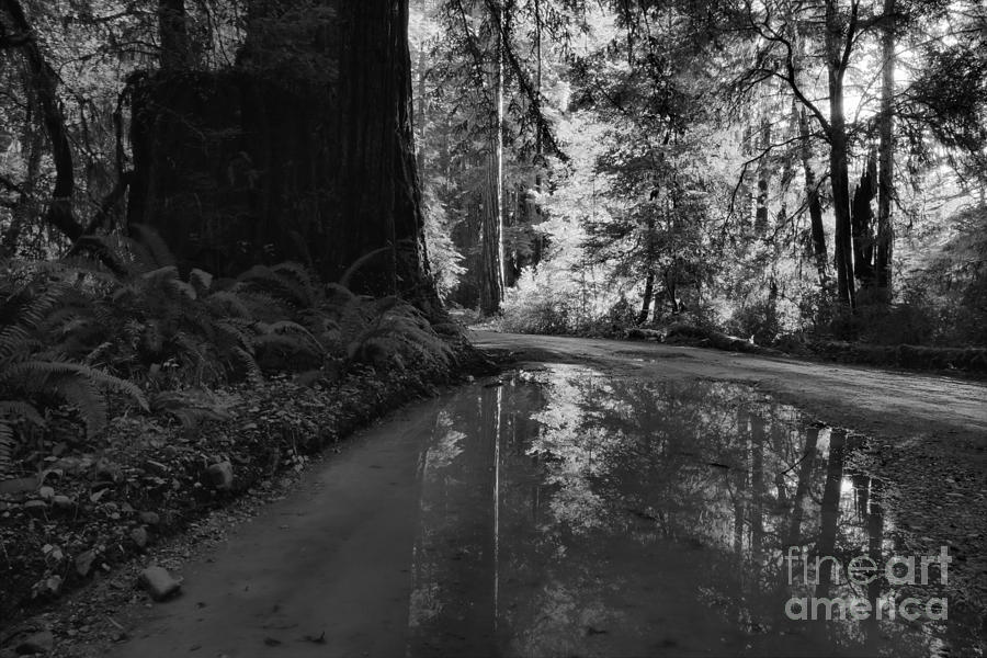 Redwood Reflections Black And White Landscape Photograph by Adam Jewell