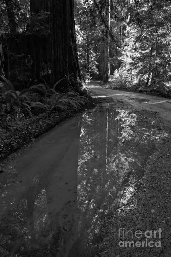 Redwood Reflections Black And White Portrait Photograph by Adam Jewell