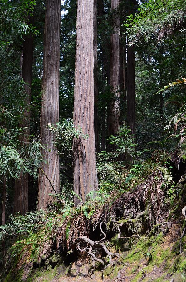 Redwood Root System Photograph by Warren Thompson