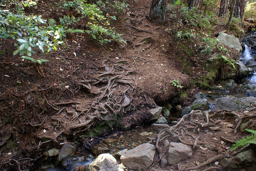 Redwood Roots on Mt Tamalpais #1 Photograph by Ben Upham III