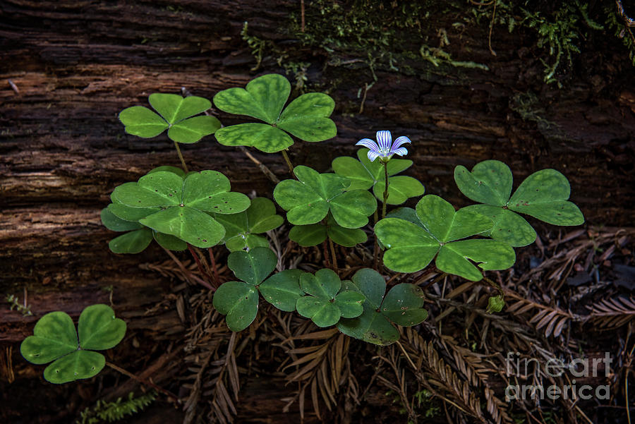 Adventure Photograph - Redwood Sorrel by Charles Dobbs Adventure Photograph - Redwood Sorrel by Charles Dobbs