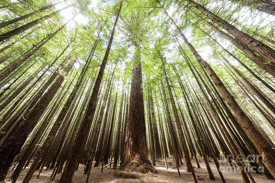 Redwood Sticks Photograph by Ernesto Ruiz