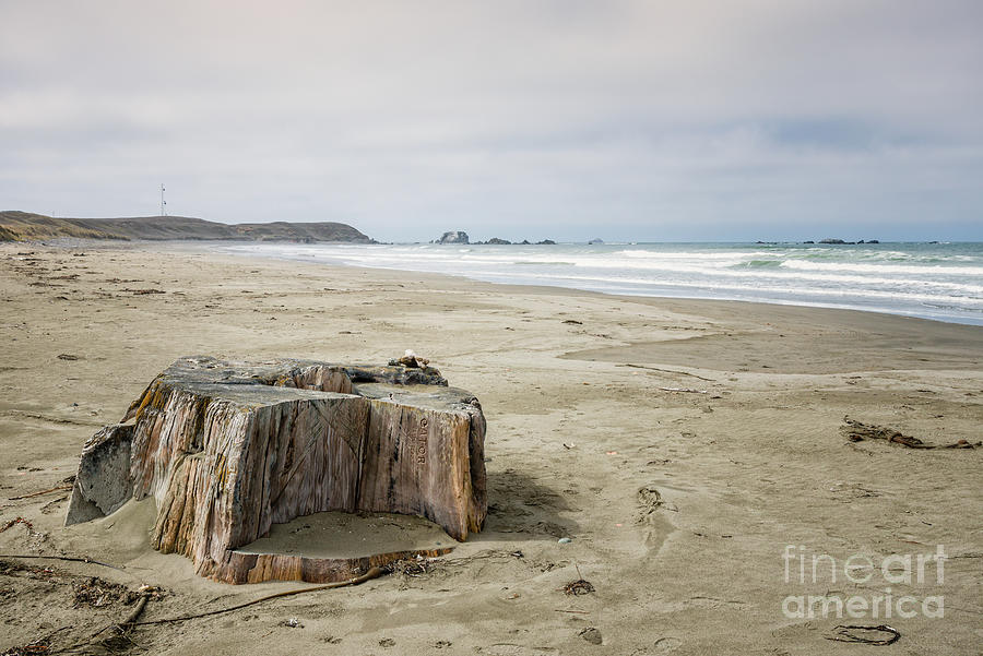 Redwood Stump On Kellog Beach Photograph