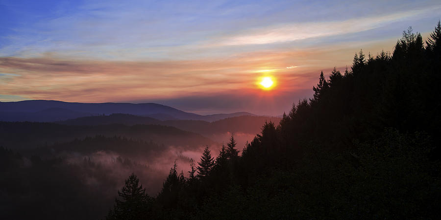 Nature Photograph - Redwood Sun by Chad Dutson