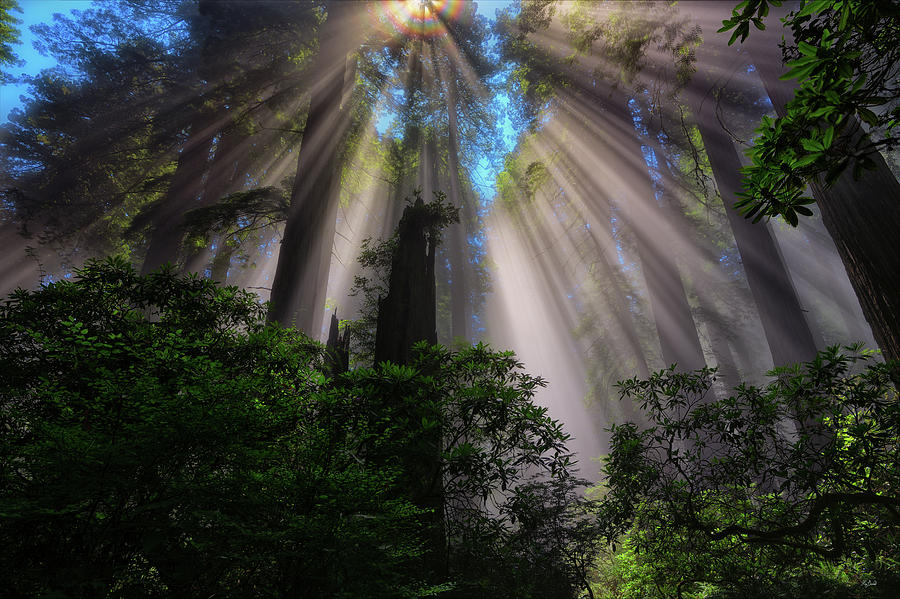 Redwood Sunbeams Photograph by Greg Norrell