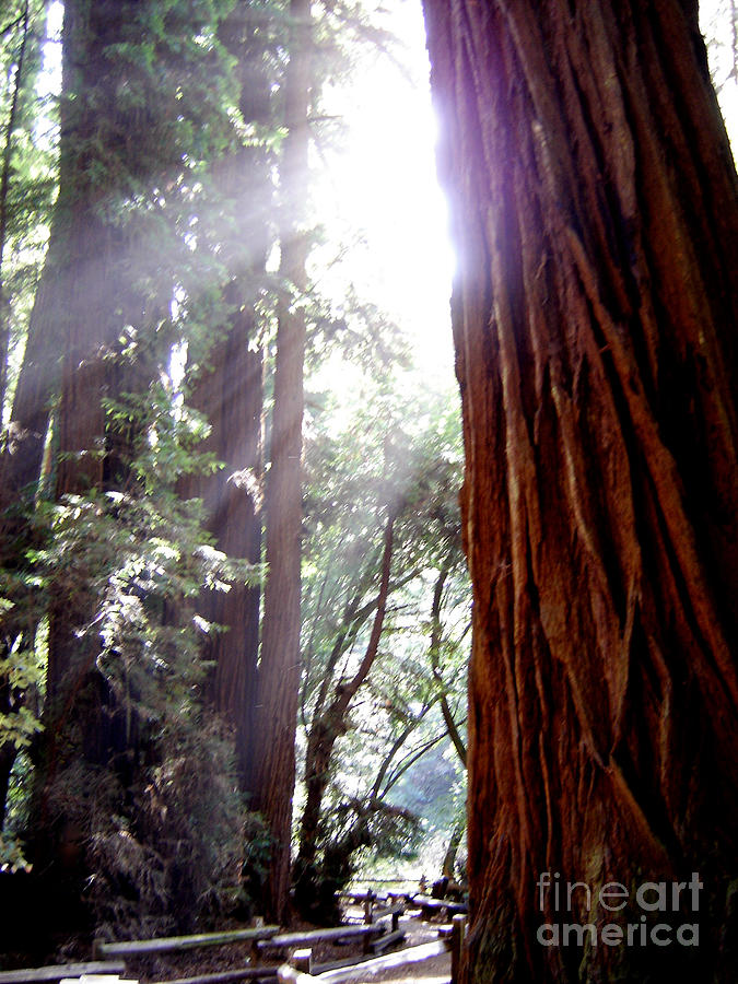 Redwood Sunlight Photograph by Mary Rogers