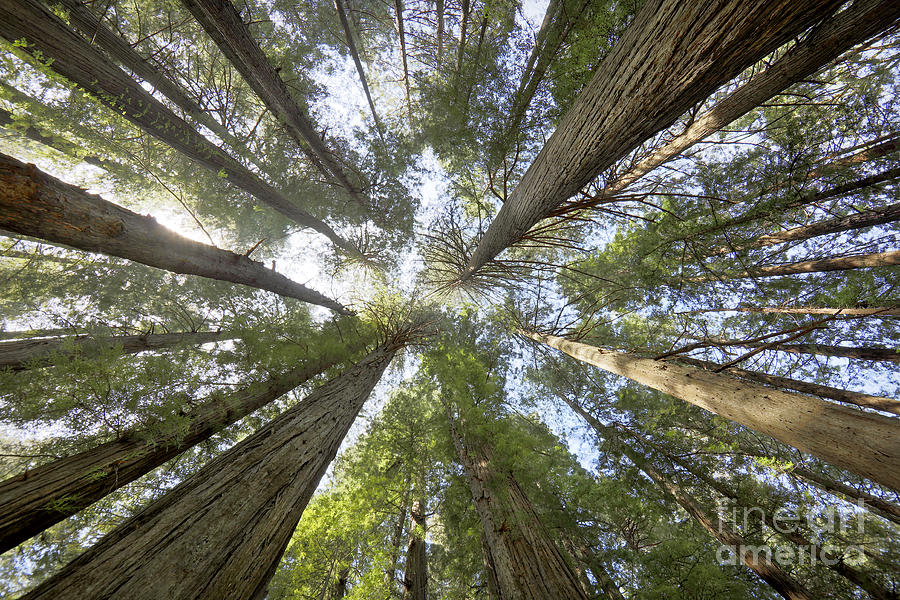 Redwood Towering Giants Photograph