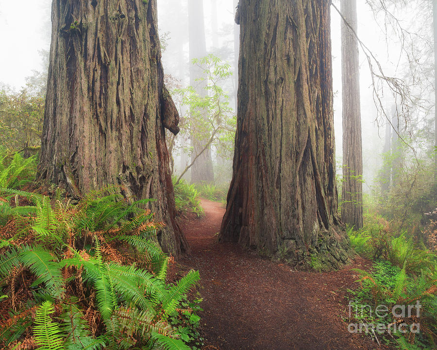 Redwood Trail Photograph by Anthony Michael Bonafede