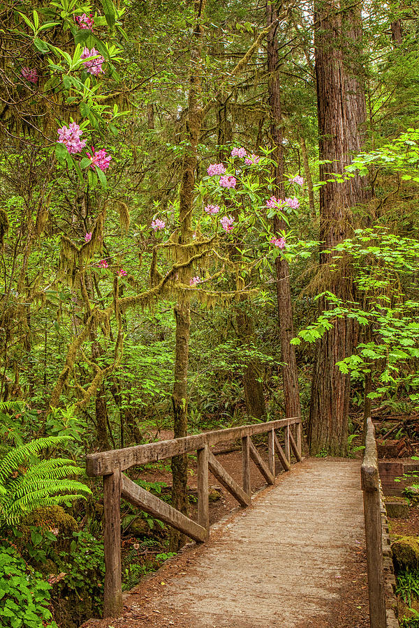 Redwood Trail  in the Spring Photograph by Andrew Soundarajan