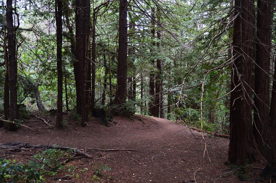 Redwood Trail Photograph by Warren Thompson