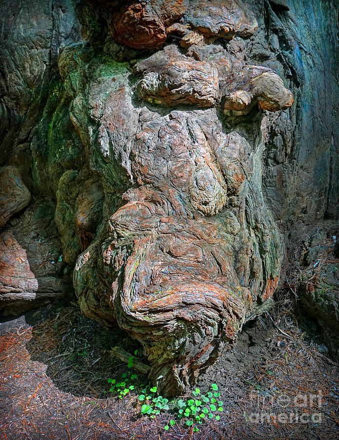 Gnarly Burl on Redwood Giant Photograph by Martin Konopacki