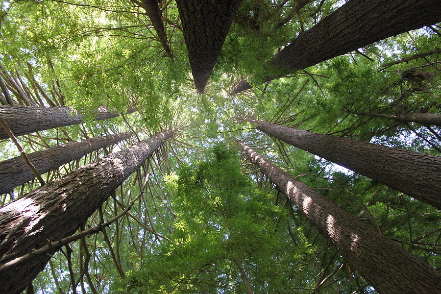 Redwood Tree Scope Photograph by Cory Calantropio