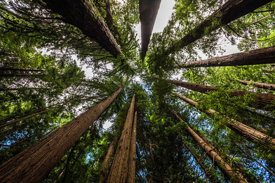 Redwood Tree Tops Photograph by Scott Cunningham