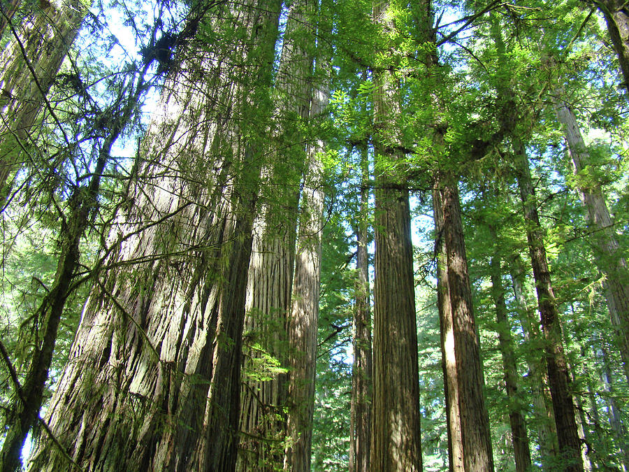 Tree Photograph - Redwood Trees Forest art prints by Patti Baslee