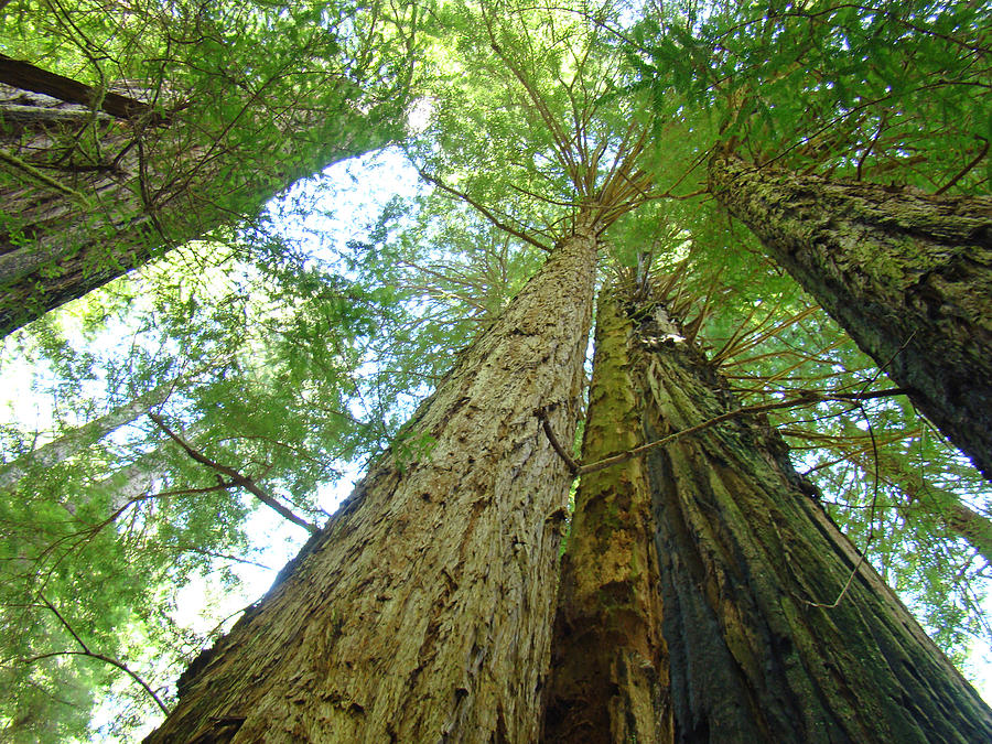 Redwood Trees Green Branches Sky Art Prints Photograph