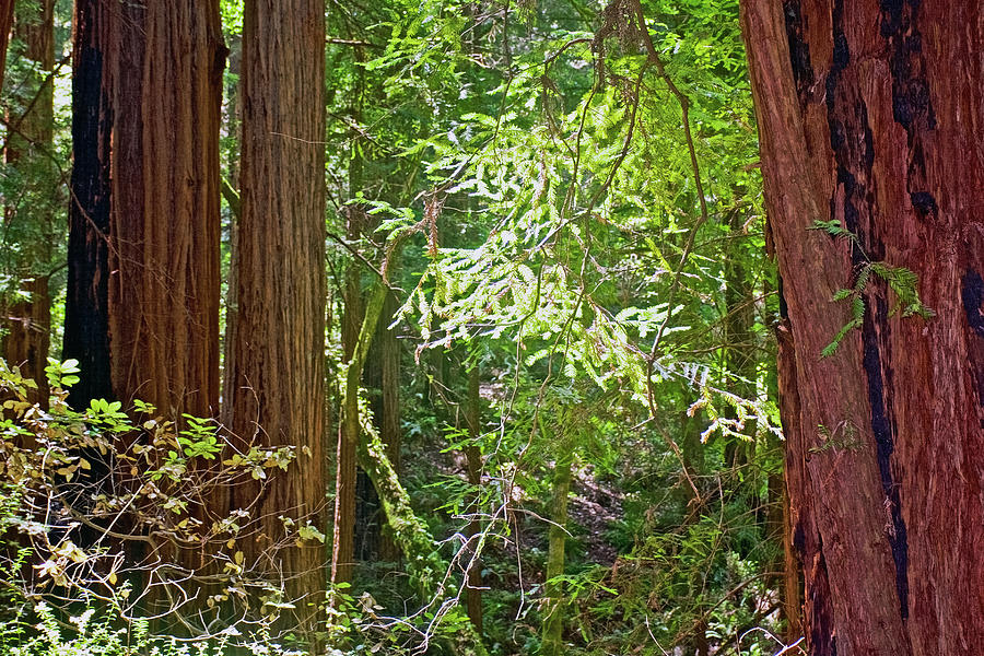 Redwood Trees in Cathedral Grove in Muir Woods National Monument, California  Photograph by Ruth Hager