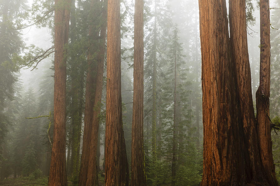 Redwood Trees in Fog Photograph by Ben Graham