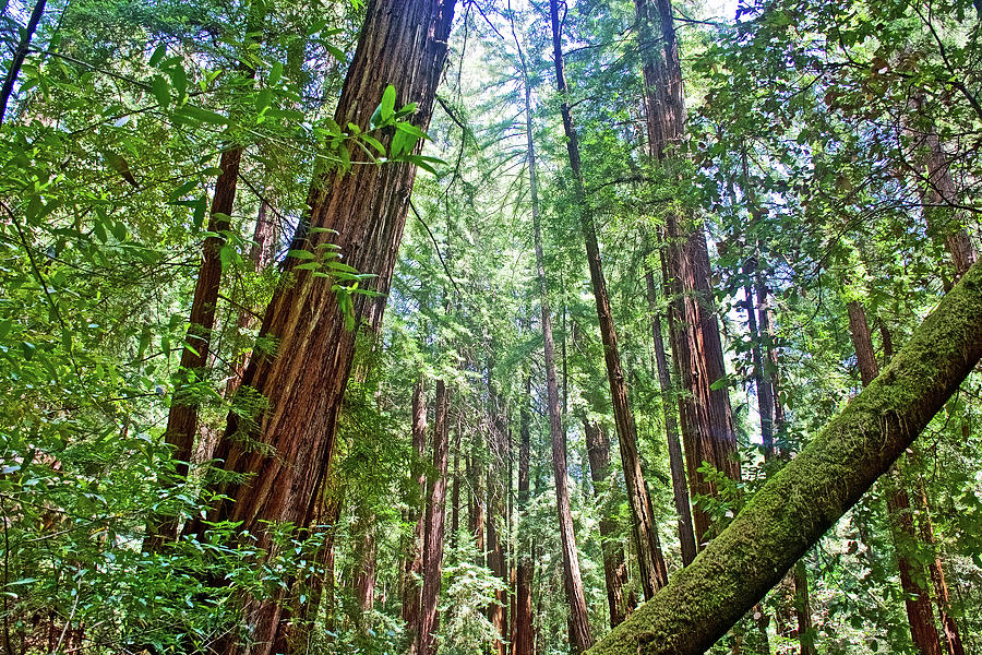 Redwood Trees in Muir Woods National Monument, California Photograph by Ruth Hager