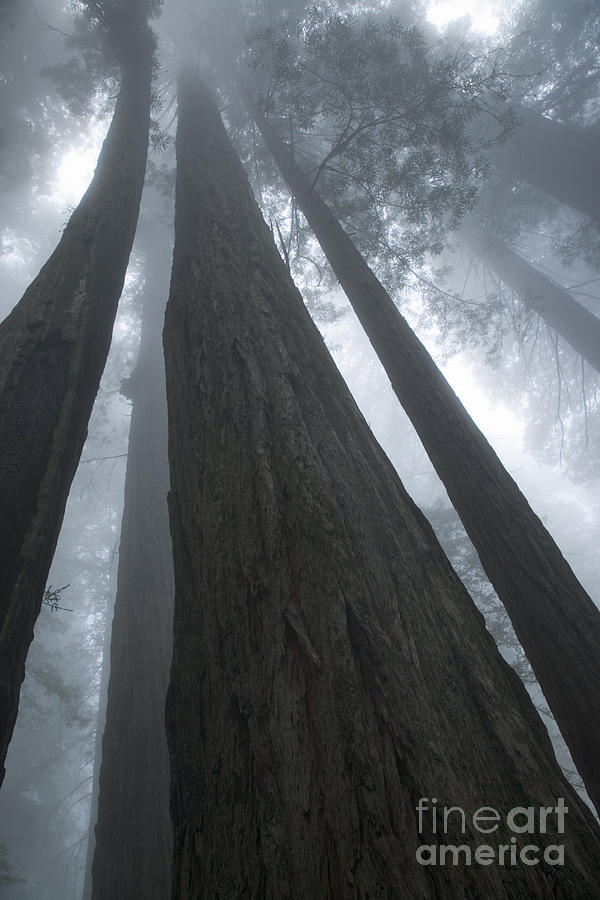 Redwood Trees Shrouded In Fog Photograph by Inga Spence Redwood Trees Shrouded In Fog Photograph by Inga Spence