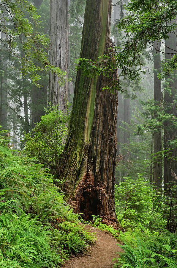 Redwood with Hobbit Hole Photograph by Greg Nyquist