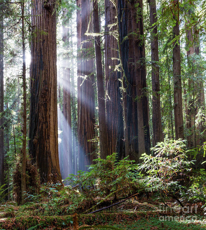Redwood with Sun Ray Photograph by Dan Hartford