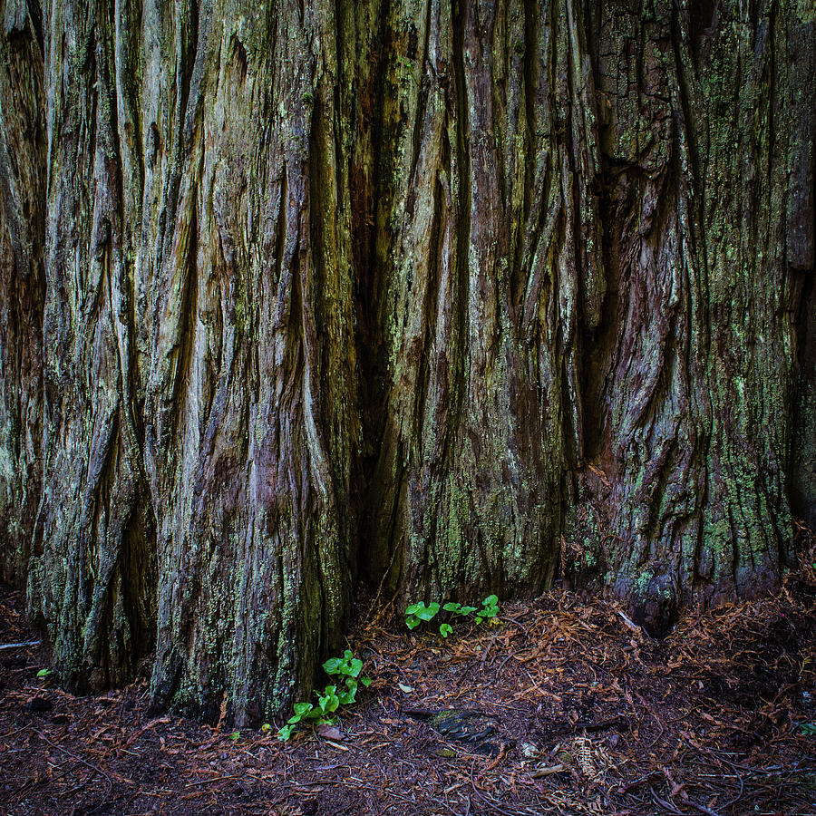 Redwoods No. 1 Photograph by Al White