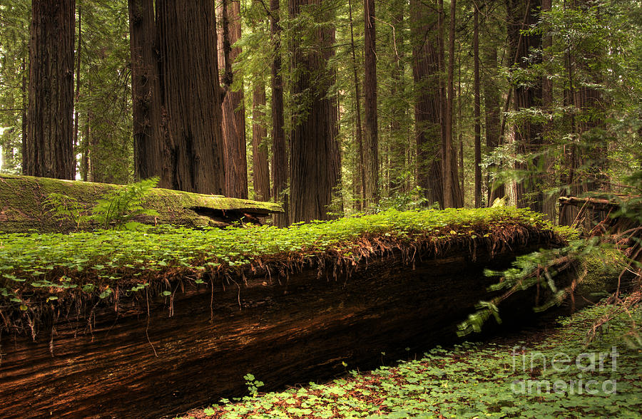 Tree Photograph - Redwoods 1 by Bob Christopher
