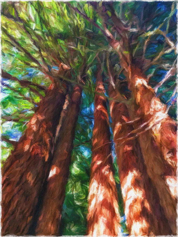 Redwoods 1 Mixed Media by Jonathan Nguyen