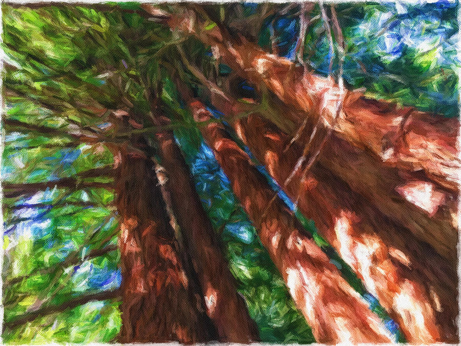 Redwoods 2 Mixed Media by Jonathan Nguyen