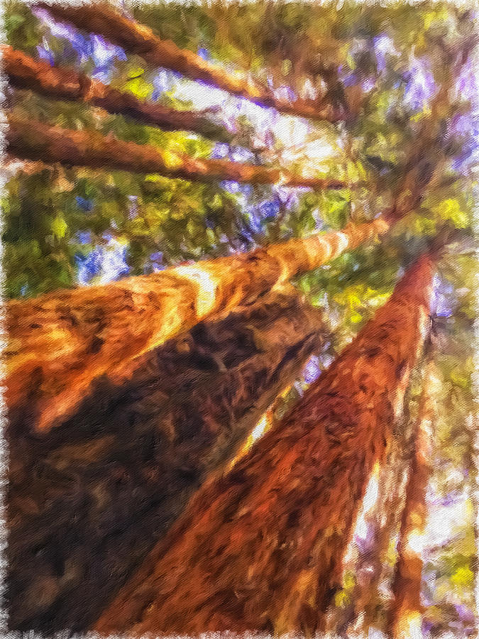 Redwoods 3 Photograph by Jonathan Nguyen