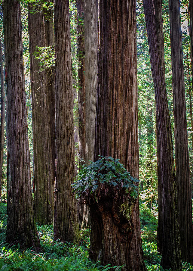Redwoods No. 2 Photograph by Al White